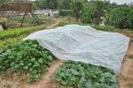 180Gram Non Woven Fabric Used In Agriculture