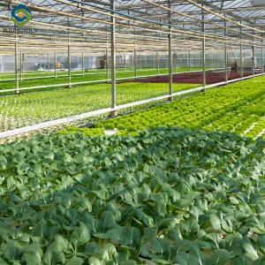 Quality Vegetable Fruits Growing Farm Hydroponic Greenhouse Vertical / Horizontal NFT wholesale