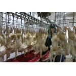 Professional Broiler Poultry Abattoir Equipment Customized Quail Slaughter