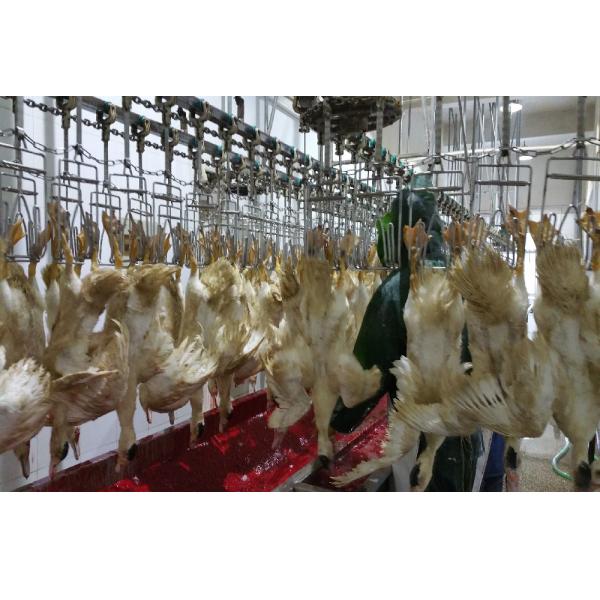 Professional Broiler Poultry Abattoir Equipment Customized Quail Slaughter