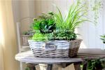 wicker basket manufacturer wicker garden basket willow plant baskets stock fast