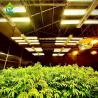 Buy cheap Auto Light Deprivation Greenhouse 30ft*100ft Backyard Greenhouse For Vegetables from wholesalers
