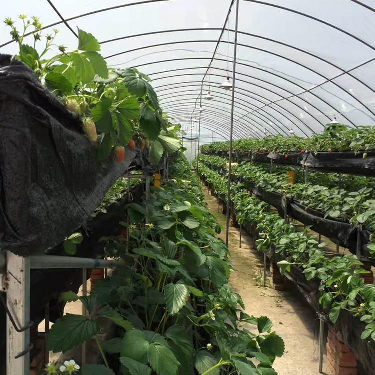 Large Tunnel Ground Polyethylene Film Greenhouse Customized For Tomato