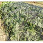 white agricultural anti insect net