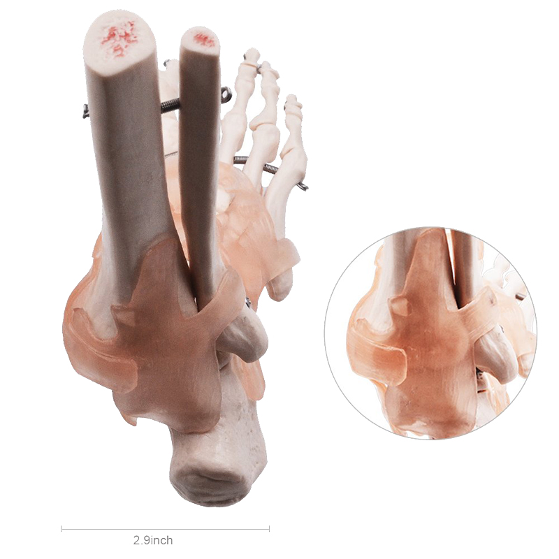 Life Size Human Foot Ankle Joint Model With Ligament For Medical Science Education