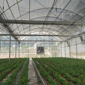 Quality Large Area Multi Span Greenhouse / Plastic Film Greenhouse 8m Width wholesale