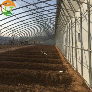 Quality Traditional Film Solar Greenhouse Large and Durable for Vegetable Cultivation wholesale
