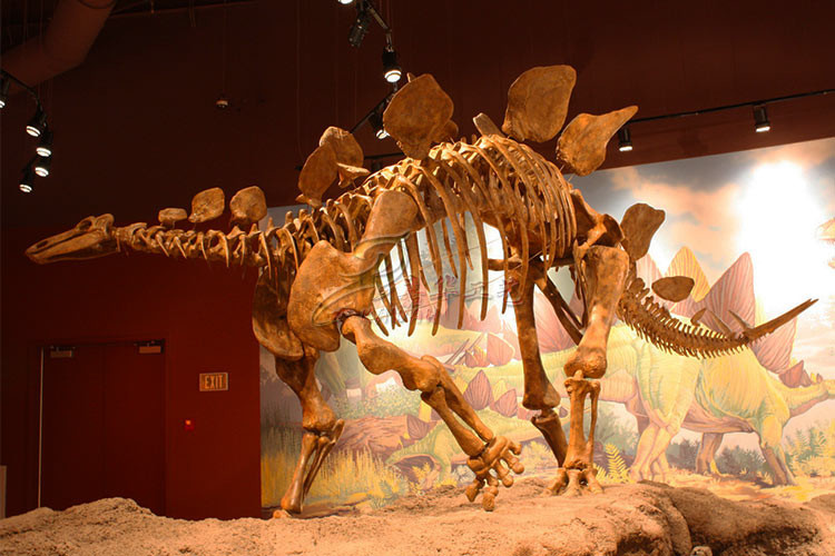 Fiberglass Dinosaur Fossil Model , Handmade Dinosaur Skeleton Replicas
