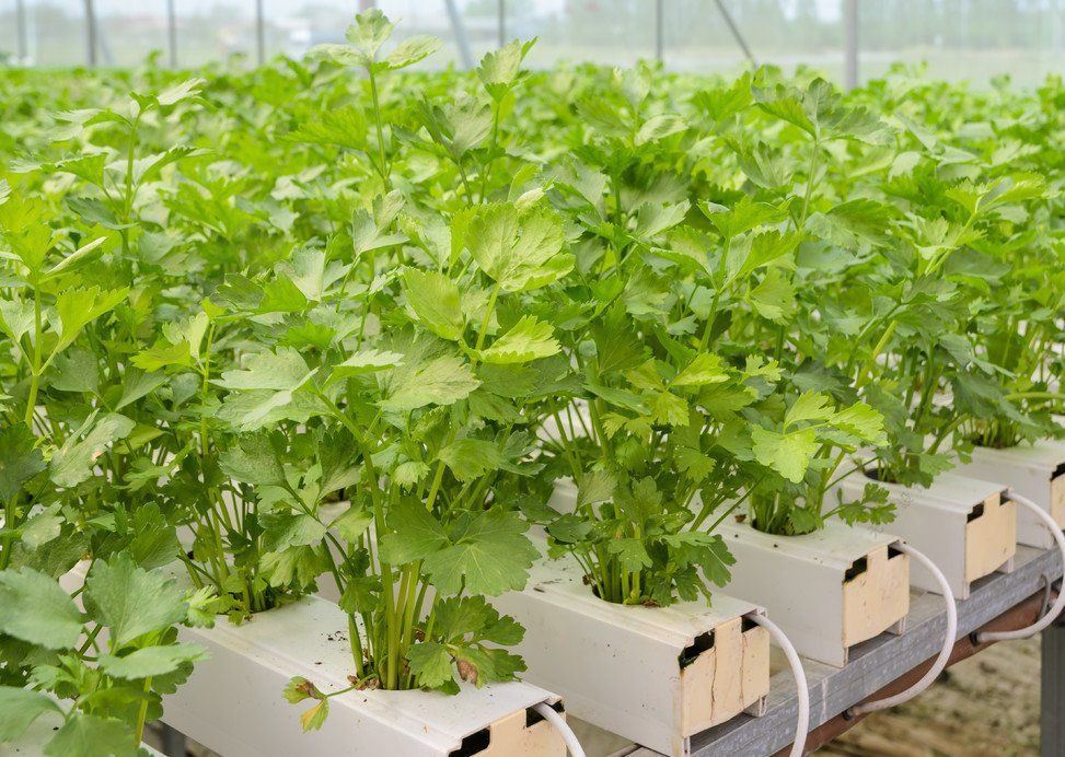 Humidity-Controlled Planting Facility by Juxiang