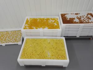 Quality Pharmaceutical medicine Plastic Drying Trays with holes for good drying wholesale