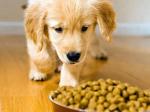 Pet Foods Premade Bag Packing Machine Dog Foods Weighing Filling Packing Machine