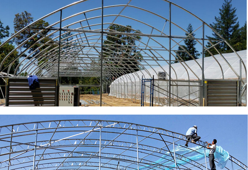 Commercial Film Covered Single Tunnel Greenhouse for Maximizing Agricultural Output