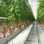 Multispan Glass Polycarbonate Film Greenhouse For Tomato Plants
