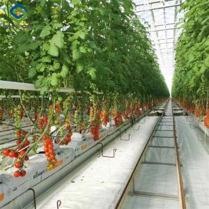 Quality Steel Frame Garden Tomato Greenhouse Hydroponic Container System Dutch Bucket wholesale