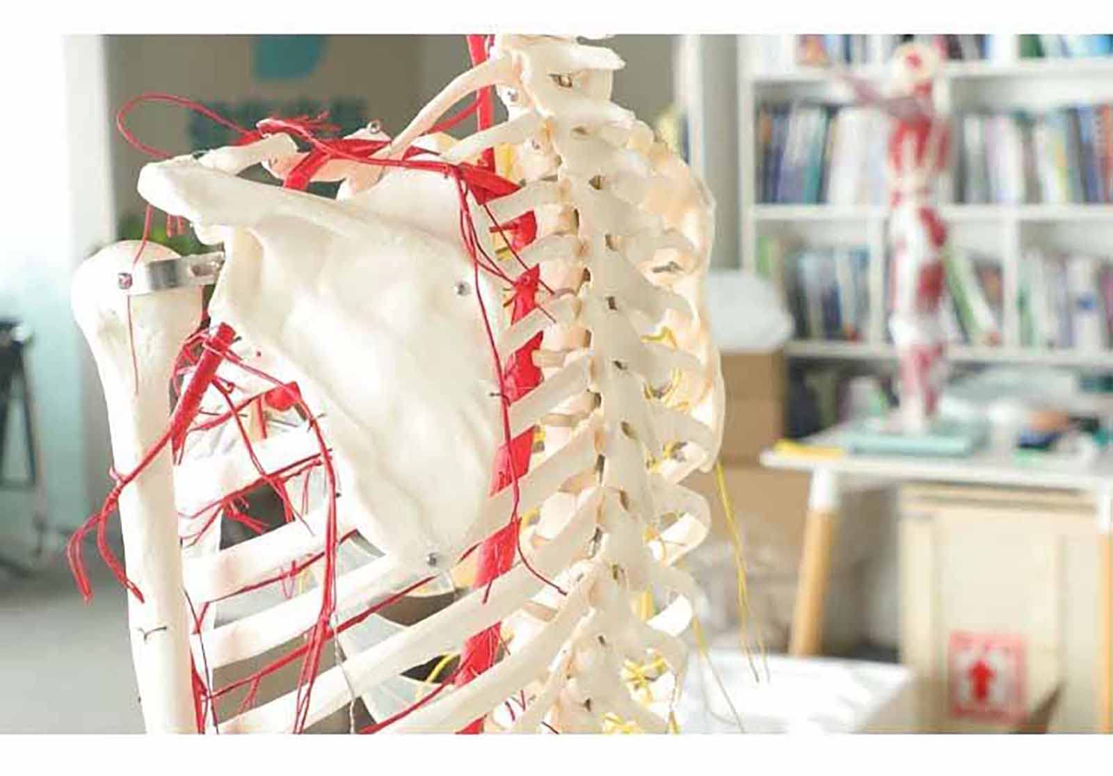 All human skeleton model with neurovascular Life Size Skeleton with Spinal Nerves Muscle Insertion Human Skeleton Model