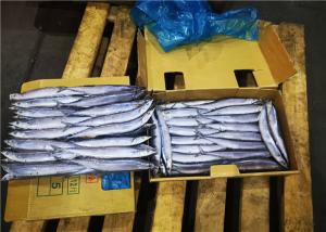 Quality Cololabis Saira High Protein #1 Frozen Pacific Saury wholesale