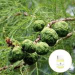 Cosmetic Grade Cupressus Sempervirens Essential Oil Natural