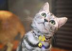 HiDREAM Breakaway Safe Cat Collars Sublimation Printed Xs Kitten Collar