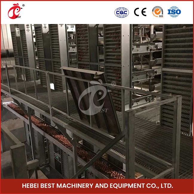 Automatic Battery Egg Layer Chicken Cage Equipment Farm Poultry Laying Hens Rose