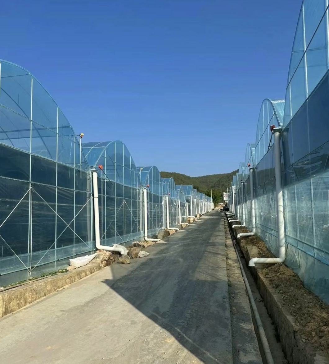 Multi-Span Tunnel Vegetable Production Greenhouse