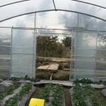 6m Agricultural Greenhouse Polyethylene Film Greenhouse For Flower Cultivation