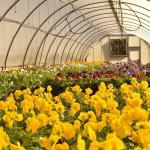 Poly Plastic Film Single Span Greenhouse Hot Galvanized Steel Frame Anti Uv