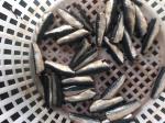 Natural glaze best selling price HGT Fresh Frozen Sardines For canning