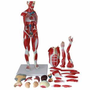 Quality ODM Muscle Anatomical Skeleton Model Environmentally Friendly wholesale