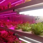 Hydroponic System Container Farm Suitable for Growing Vegetables Fruits and