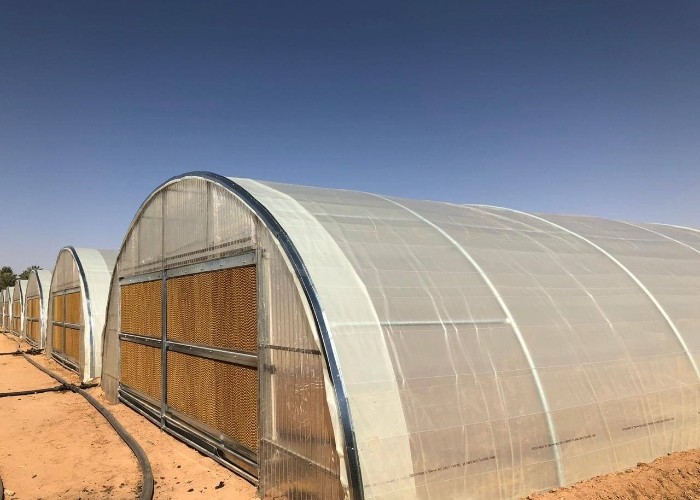 Industrial Poly Tunnels For Gardens Head Roof Yellow Film Tunnel Greenhouse Plastic