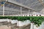 Galvanized Steel Frame PE Film Greenhouse Agriculture Multi Span Tunnel
