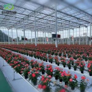 Quality Customization Juxiang Greenhouse's Customizable Commercial Film and Glass Greenhouse wholesale