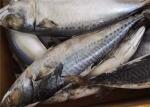 90g BQF Freezing 100% Net Weight Fresh Frozen Mackerel