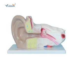 Quality Plastic Ear Anatomy Model Medical Science Human Ear Anatomical Teaching Model wholesale