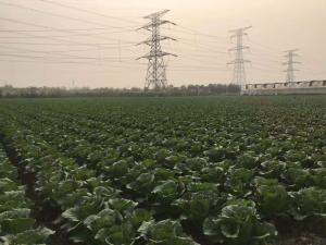 Quality Anti inflammation Mini Drumhead Cabbage , Late Flat Dutch Cabbage 1-3KG/PER wholesale