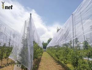 Quality Plastic Anti Hail Net White Hail Screen For Gardens And Fruits wholesale