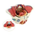 Training 20cm Female Pelvic Anatomy Model With Genital Vascular Nerve