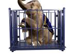 KELI LCD Cattle Weighing Scales Carbon Steel With Locks