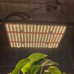 UV IR 660nm Red Horticulture LED Module Lm301h Kingbrite Quantum Board
