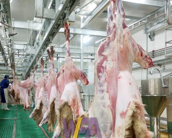 Stainless Steel 304 Slaughterhouse Cow Machine Polyurethane Rubber Hair Plucking