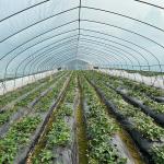 High Tunnel Agricultural Polyethylene Film Greenhouse For Tomato