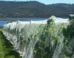 Anti-Hail Plant Protection Netting White Fabric , High Density Polyethylene