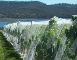 Quality Anti-hail HDPE Agricultural Netting wholesale