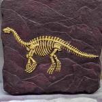 Outdoor Dinosaur Skeleton Replica Model Life Size RoHS Approved