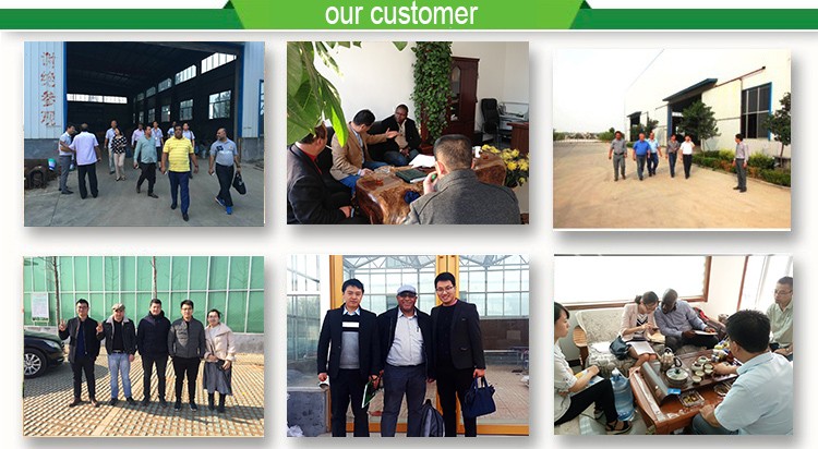 Inside Shading System Mushroom Greenhouse Equipment for Vegetable Fruits and Flowers