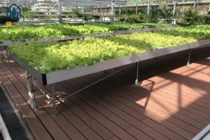 Quality Agricultural Ebb Flood Rolling Bench Indoor Farming Grow Tables For Greenhouse wholesale
