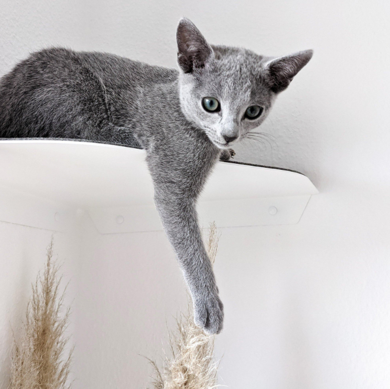 Standard Copper Cat Wall Plate Shelves Steps for Wall Mounted Cat Scratching Platform