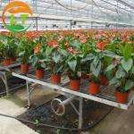 Blackout Greenhouse Hydroponic Growing Systems for Large Areas and Customizable