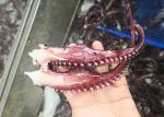 White Color Giant Sea Squid Eu Standard , Iqf Seasoned Squid Tentacle Chemical