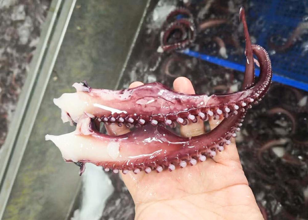 White Color Giant Sea Squid Eu Standard , Iqf Seasoned Squid Tentacle Chemical